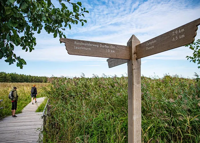 Sonnenblume In Der Seefahrtschule Wustrow (Fischland)