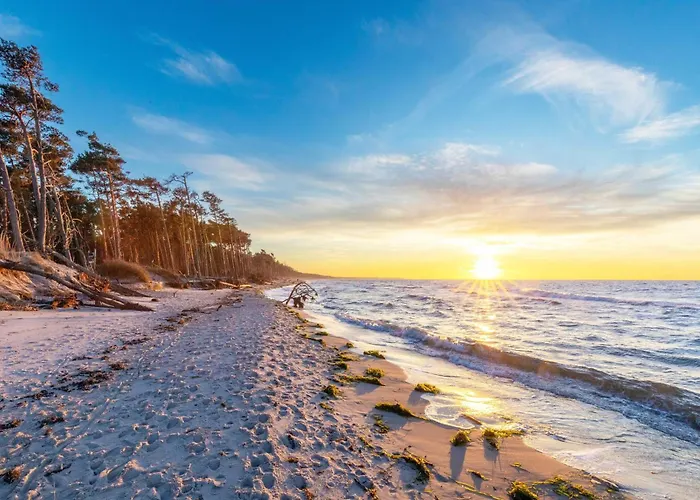 Sonnenblume In Der Seefahrtschule Wustrow (Fischland)